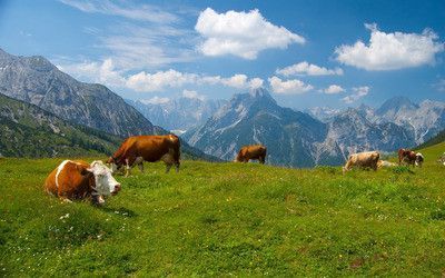 Un petit troupeau de vaches dans les Alpes allemandes